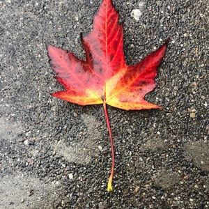 Meet your Posher, Heidi